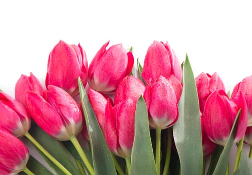 Spring color tulips in a bouquet with pink, red beautiful flowers isolated on white