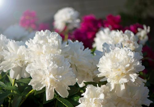 peonies blossomed in the summer, peonies lit by the sun.beautiful peonies