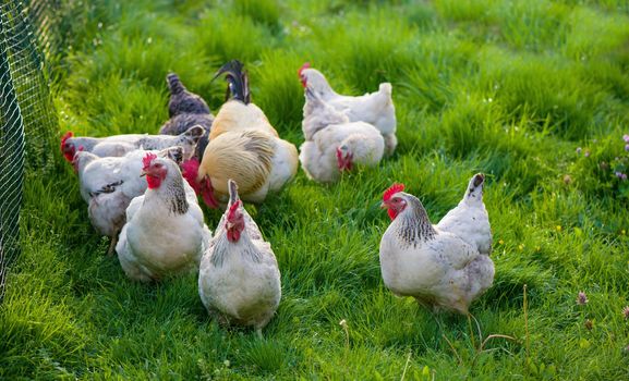 Rooster and Chickens. Free Range Cock and Hens.