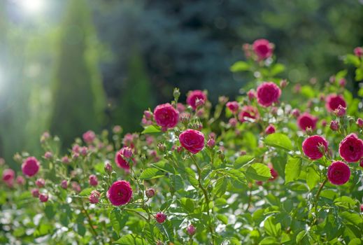 Beautiful pink climbing roses in spring in the garden