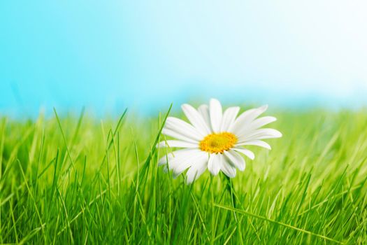 One daisy on green grass feild under blue sky