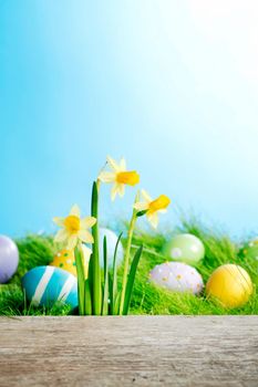 Yellow narcissus flowers and easter eggs on spring grass background