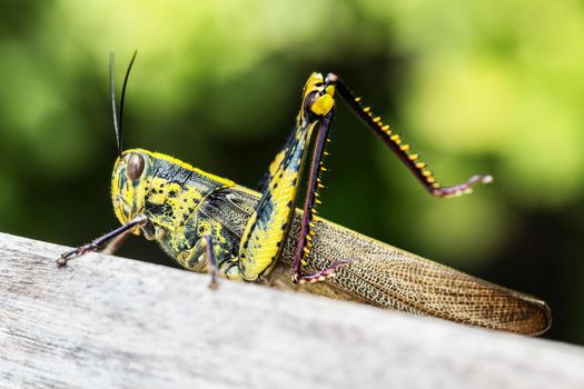 Close up of colorful big locust macro outdoors