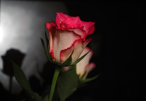 A live flower. Pink rose on a black background. High quality photo