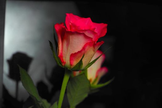 A live flower. Pink rose on a black background. High quality photo