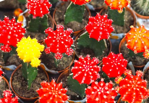 Beautiful flowering cacti, a collection of flowering cacti, is sold in the store. High quality photo