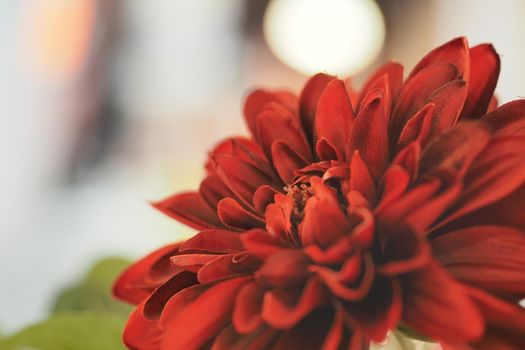 Red flower close-up on a blury background. High quality photo