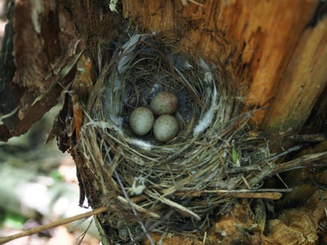 Bird's Nest in the Woods on a Tree with Eggs