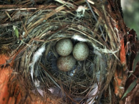 Bird's Nest in the Woods on a Tree with Eggs