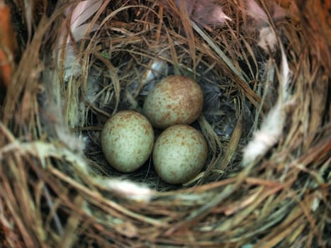 Bird's Nest in the Woods on a Tree with Eggs