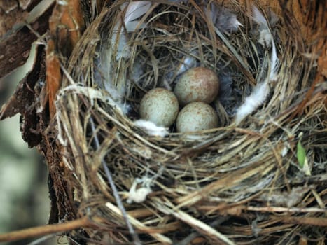 Bird's Nest in the Woods on a Tree with Eggs