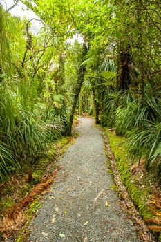 Pororari River Jungle Track in Paparoa National Park in the New Zealand