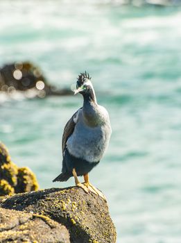 Spotted shag (Stictocarbo punctatus) standing on the rock on the beach in Catlins area in the South island, New Zealand