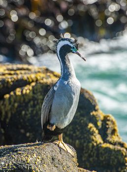 Spotted shag (Stictocarbo punctatus) standing on the rock on the beach in Catlins area in the South island, New Zealand