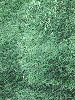 Texture from juicy green grass. Natural background. High quality photo