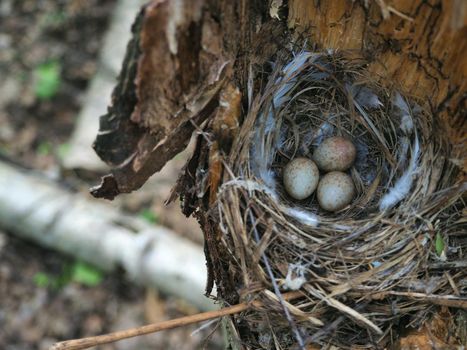 Bird's Nest in the Woods on a Tree with Eggs