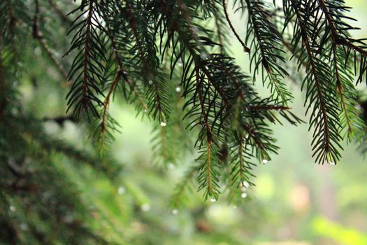 It's a beautiful background. A branch of the christmas tree on a blurred background. High quality photo