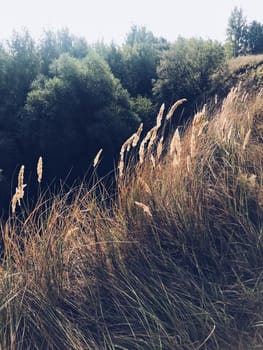 Living nature, high dry grass. High quality photo