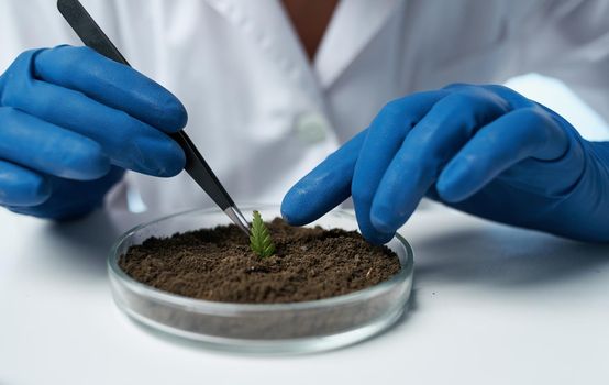 woman ecology agronomist flora flower potted soil. High quality photo