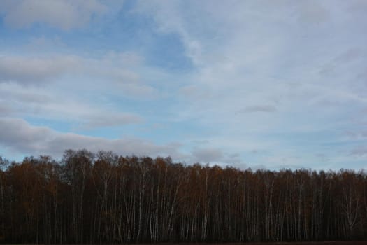 Natural landscape, autumn forest and blue sky. High quality photo