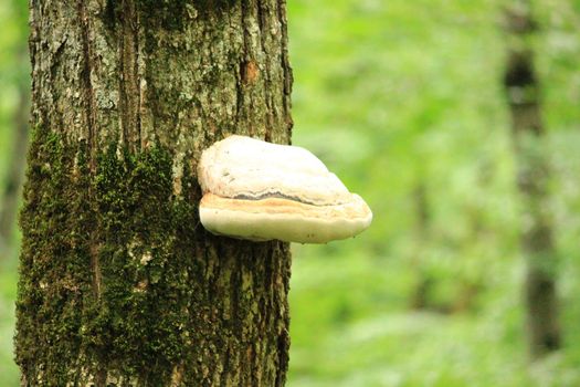 The trunk of a tree with moss and chaga mushroom on the trunk. Blurred background.