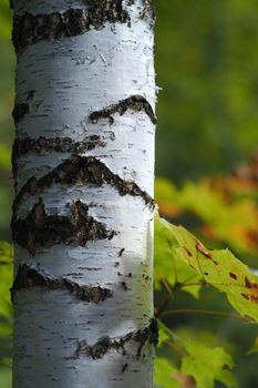 Tree. The trunk of the birch. Close-up.