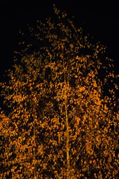 Golden autumn. A birch tree against the night sky. Yellow leaves on a tree. High quality photo