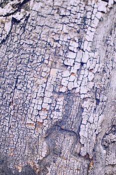 The natural texture of the tree bark. background bark of the tree. High quality photo