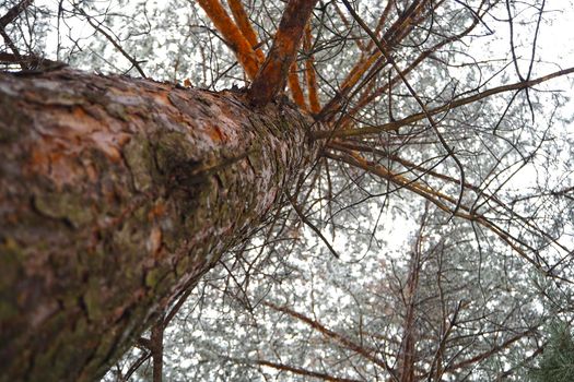 A big mahogany. A large conifer tree in the forest, with the texture of the trunk bark, the view from below. High quality photo