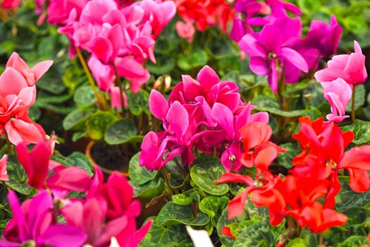 Background of fresh flowers. Houseplant. Selling flowers in the store. High quality photo