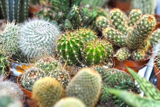 A collection of small cacti, the sale of cacti in the store. High quality photo