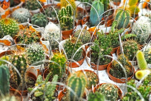 A collection of small cacti, the sale of cacti in the store. High quality photo