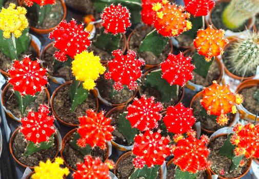 Beautiful flowering cacti, a collection of flowering cacti, is sold in the store. High quality photo