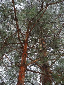 A big mahogany. A large conifer tree in the forest, with the texture of the trunk bark, the view from below. High quality photo