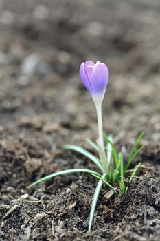 Growing spring purple giant crocus (Crocus vernus) in the soil.