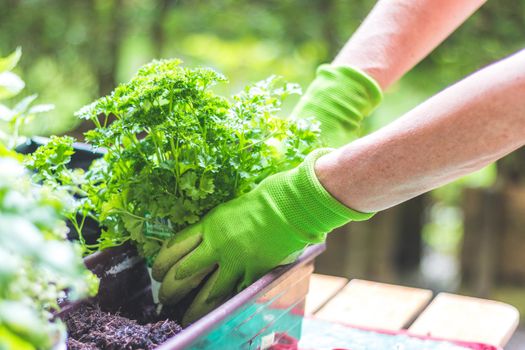 Woman is planting vegetables and herbs, urban gardening. Fresh plants and soil.