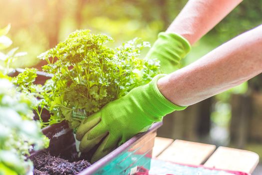 Woman is planting vegetables and herbs, urban gardening. Fresh plants and soil.