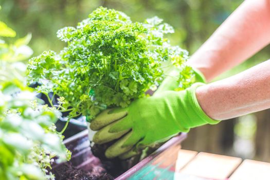 Woman is planting vegetables and herbs, urban gardening. Fresh plants and soil.