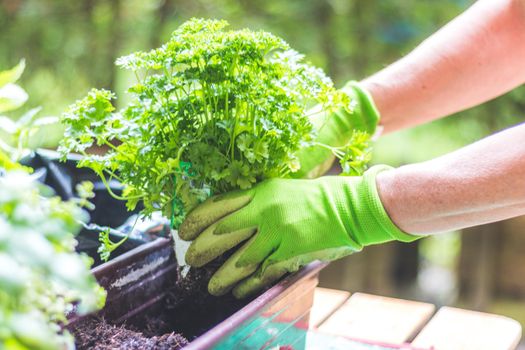 Woman is planting vegetables and herbs, urban gardening. Fresh plants and soil.