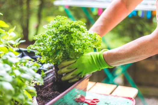 Woman is planting vegetables and herbs, urban gardening. Fresh plants and soil.