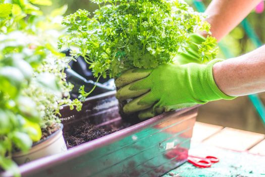 Woman is planting vegetables and herbs, urban gardening. Fresh plants and soil.
