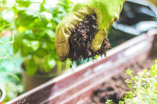 Closeup of fruitful soil for planting vegetables and herbs