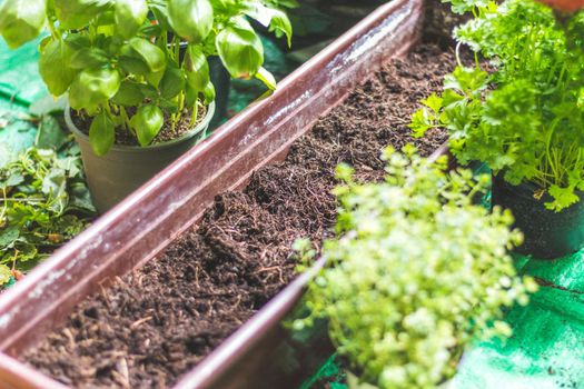 Closeup of fruitful soil for planting vegetables and herbs