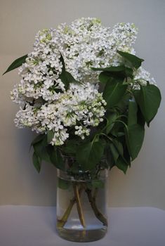 A beautiful bouquet of white lilac in the jar. Close-up.