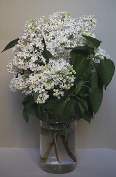 A beautiful bouquet of white lilac in the jar. Close-up.