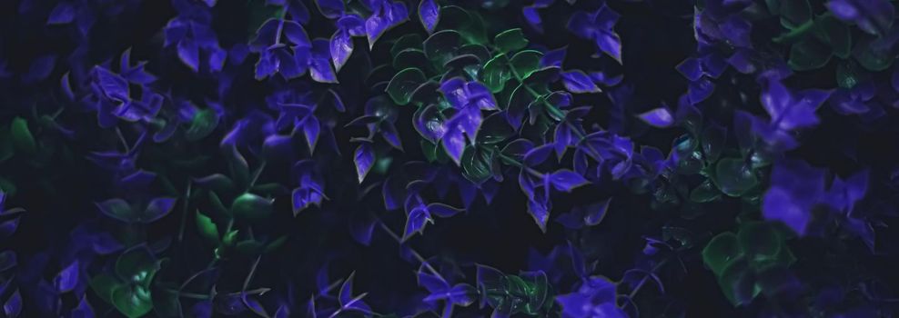 Exotic purple flowers and leaves at night as nature background closeup