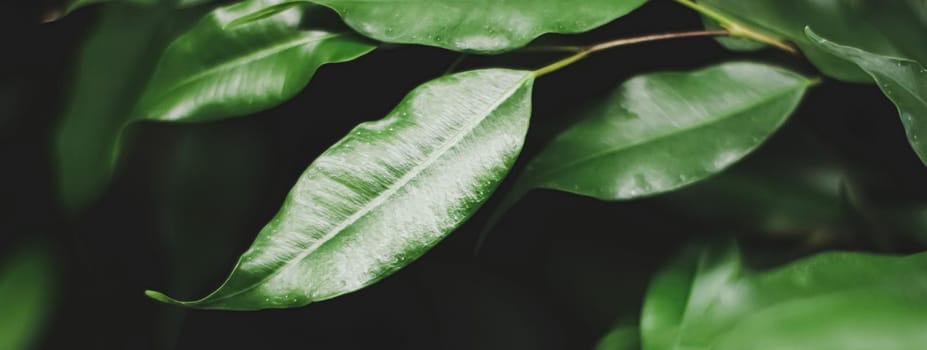 Fresh green leaves in a dark forest, nature and environment concept