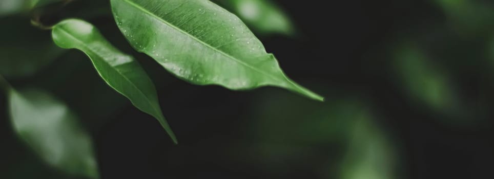 Fresh green leaves in a dark forest, nature and environment concept