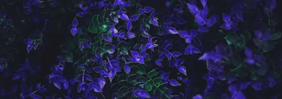 Exotic purple flowers and leaves at night as nature background closeup