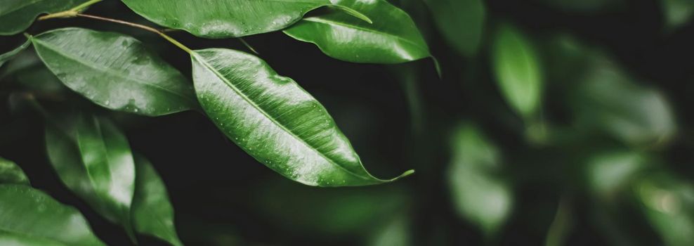 Fresh green leaves in a dark forest, nature and environment concept